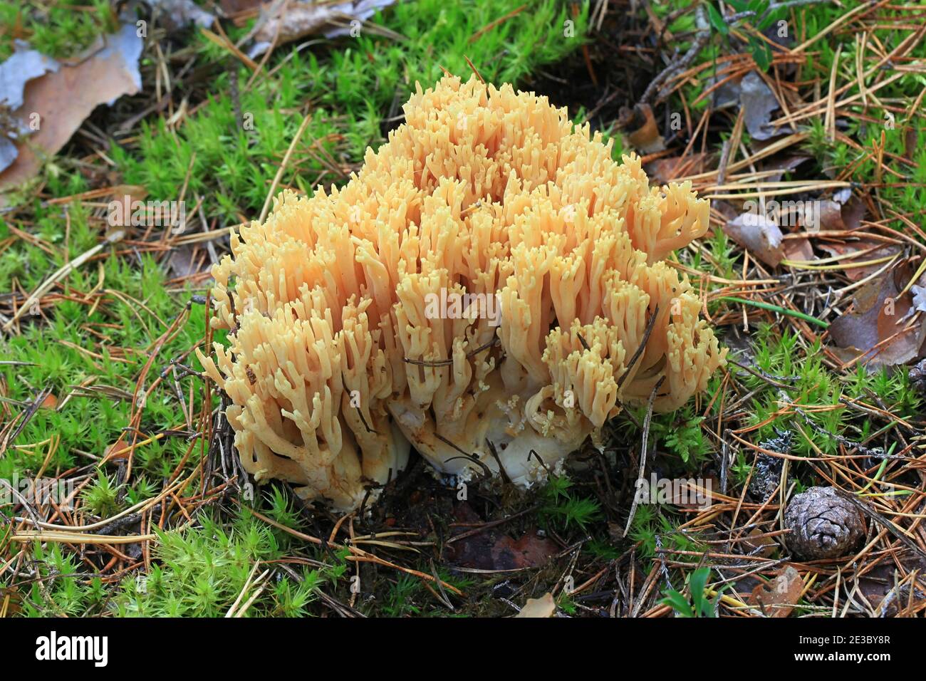 Ramaria flava, auch Ramaria eosanguinea genannt, hellgelbe Clavaria, ein wilder Korallenpilz aus Finnland Stockfoto