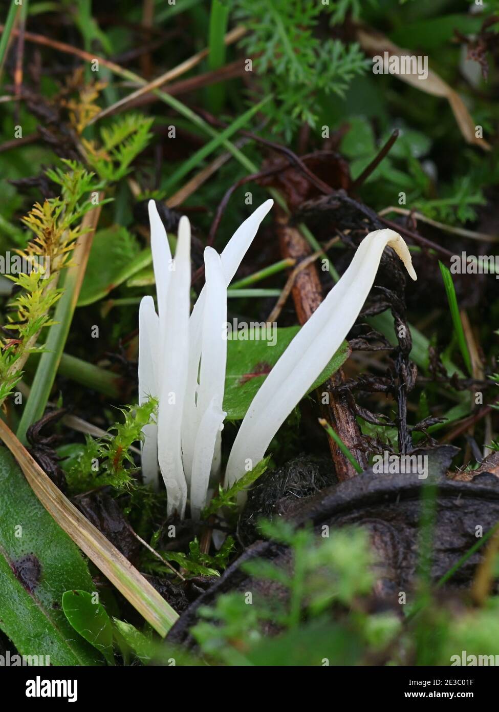 Clavaria fragilis, auch Clavaria vermicularis genannt, allgemein bekannt als Feenfinger, weiße Wurmkoralle oder weiße Spindeln, wilder Pilz aus Finnland Stockfoto