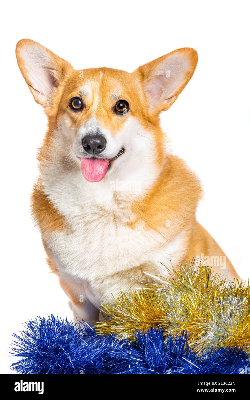 Lächelnd Pembroke Welsh Corgi Welpe mit Pinkel isoliert Stockfoto