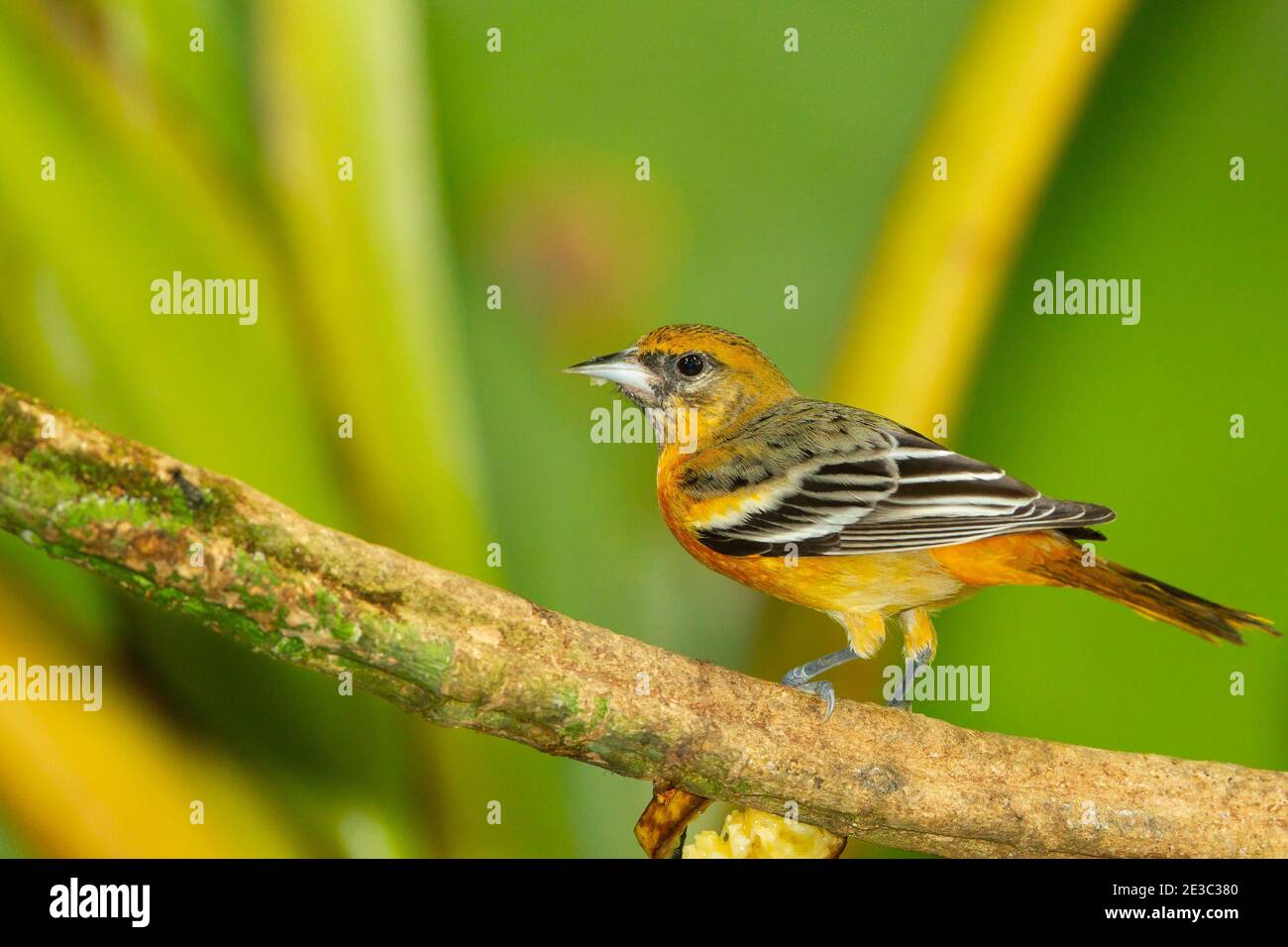 Baltimore Oriole (Ikterus Galbula) weiblich Stockfoto