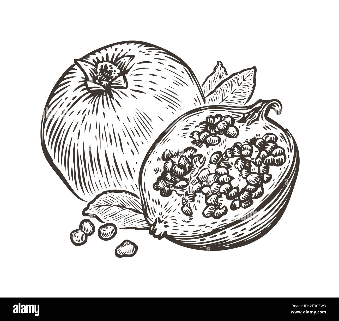 Granatapfelfrucht. Bio-Ernährung gesunde Ernährung. Handgezeichnete Vintage-Skizze mit Gravur Stock Vektor