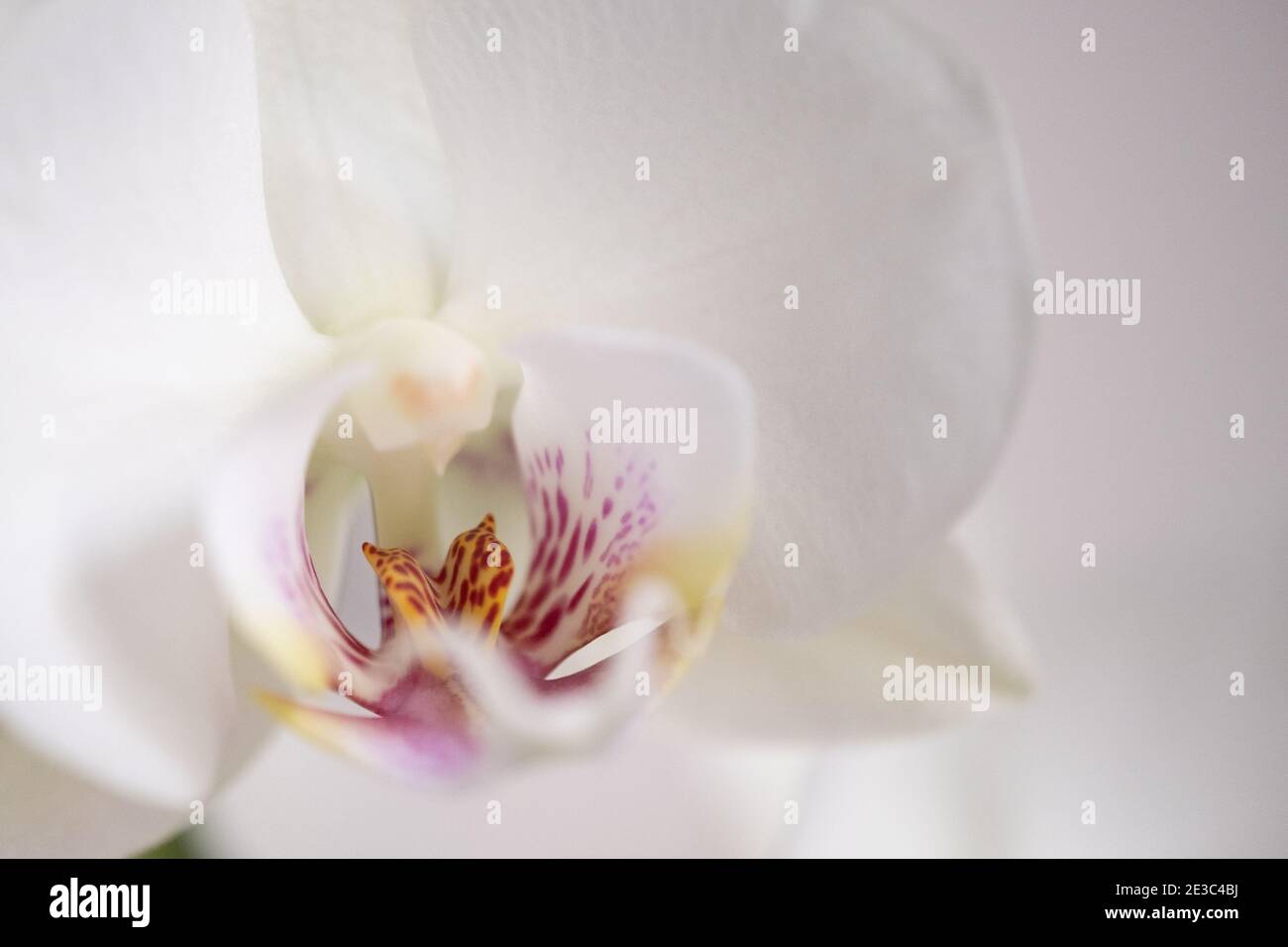 Weiße Orchidee mit rosa und gelb Stockfoto