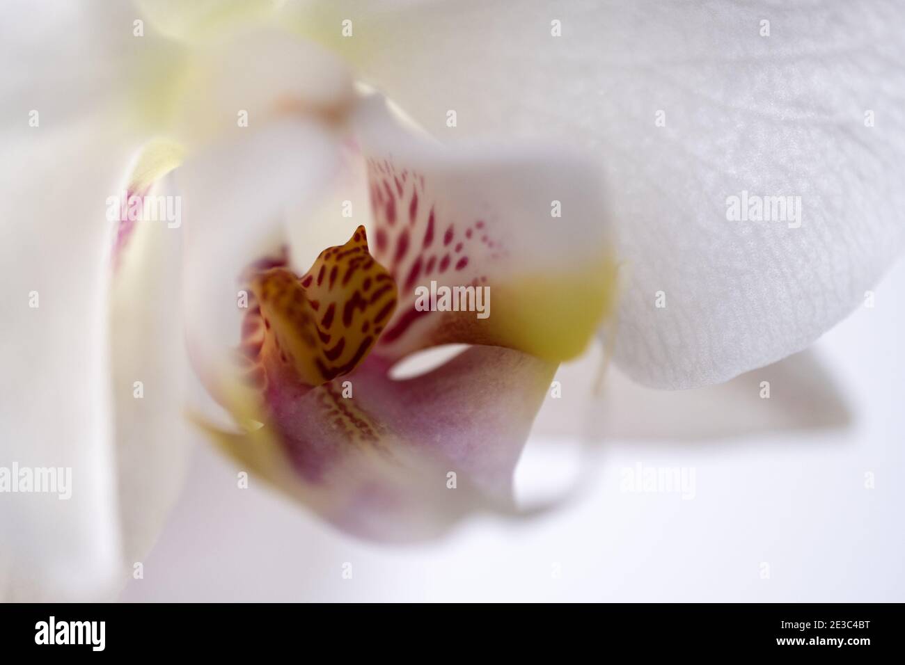 Weiße Orchidee mit rosa und gelb Stockfoto