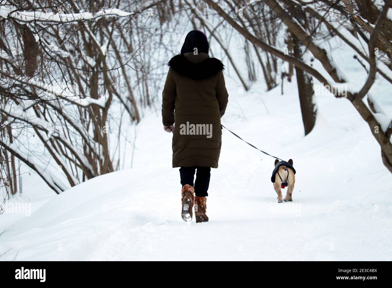 Einsames Mädchen, das einen Hund im Winterpark läuft. Konzept des kalten Schnees Wetter, Freizeit und gesunde Lebensweise Stockfoto