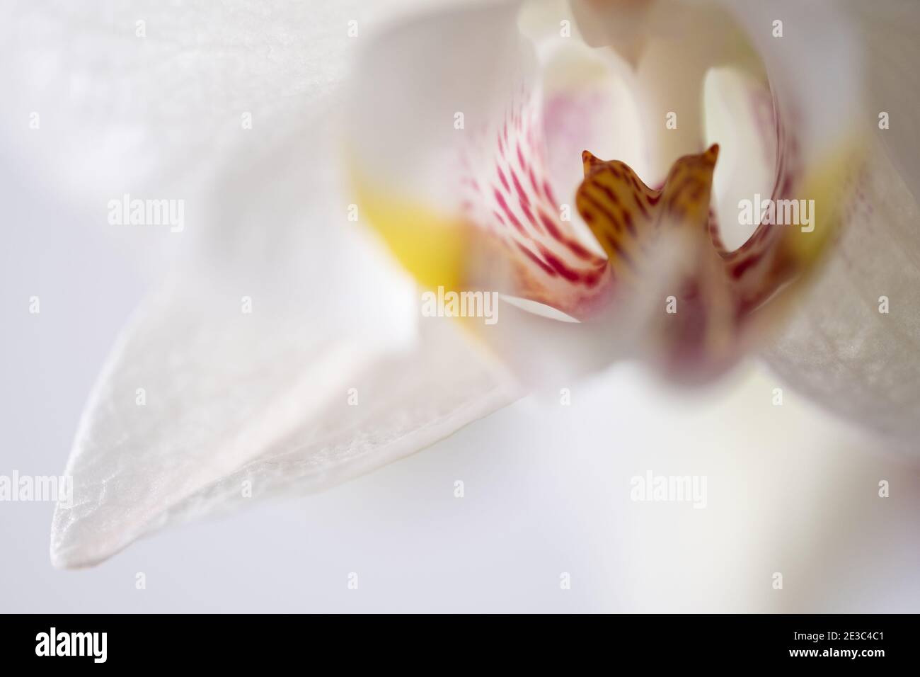 Weiße Orchidee mit rosa und gelb Stockfoto