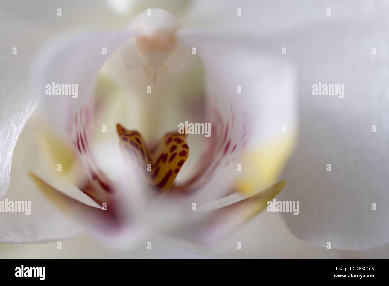 Weiße Orchidee mit rosa und gelb Stockfoto