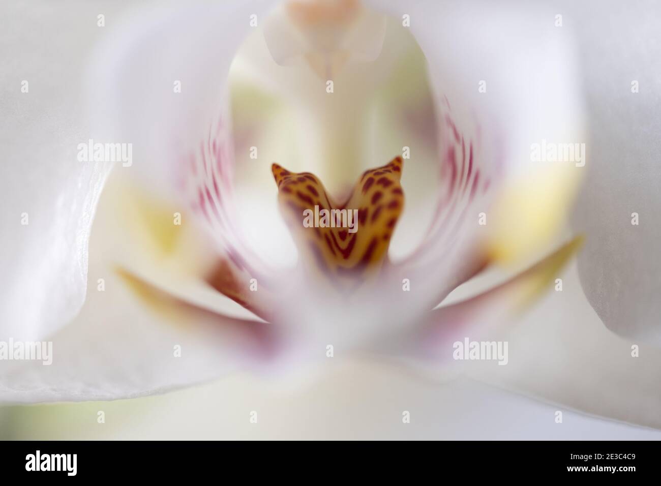 Weiße Orchidee mit rosa und gelb Stockfoto