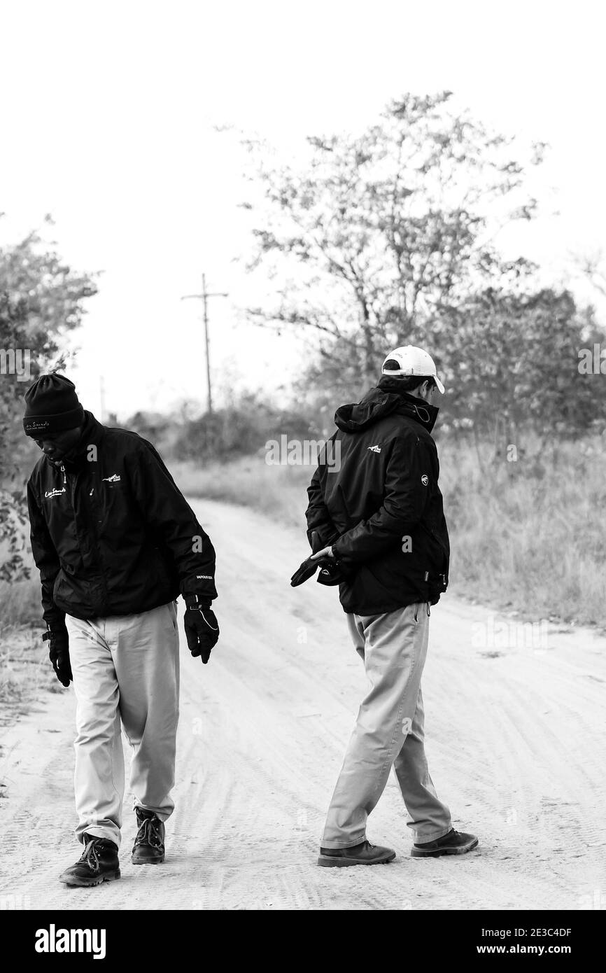 NELSPRUIT, SÜDAFRIKA - Jan 05, 2021: Sabi Sabi, Südafrika - July 4, 2012: Safari Guides Tracking Tiere in einem Naturschutzgebiet Stockfoto