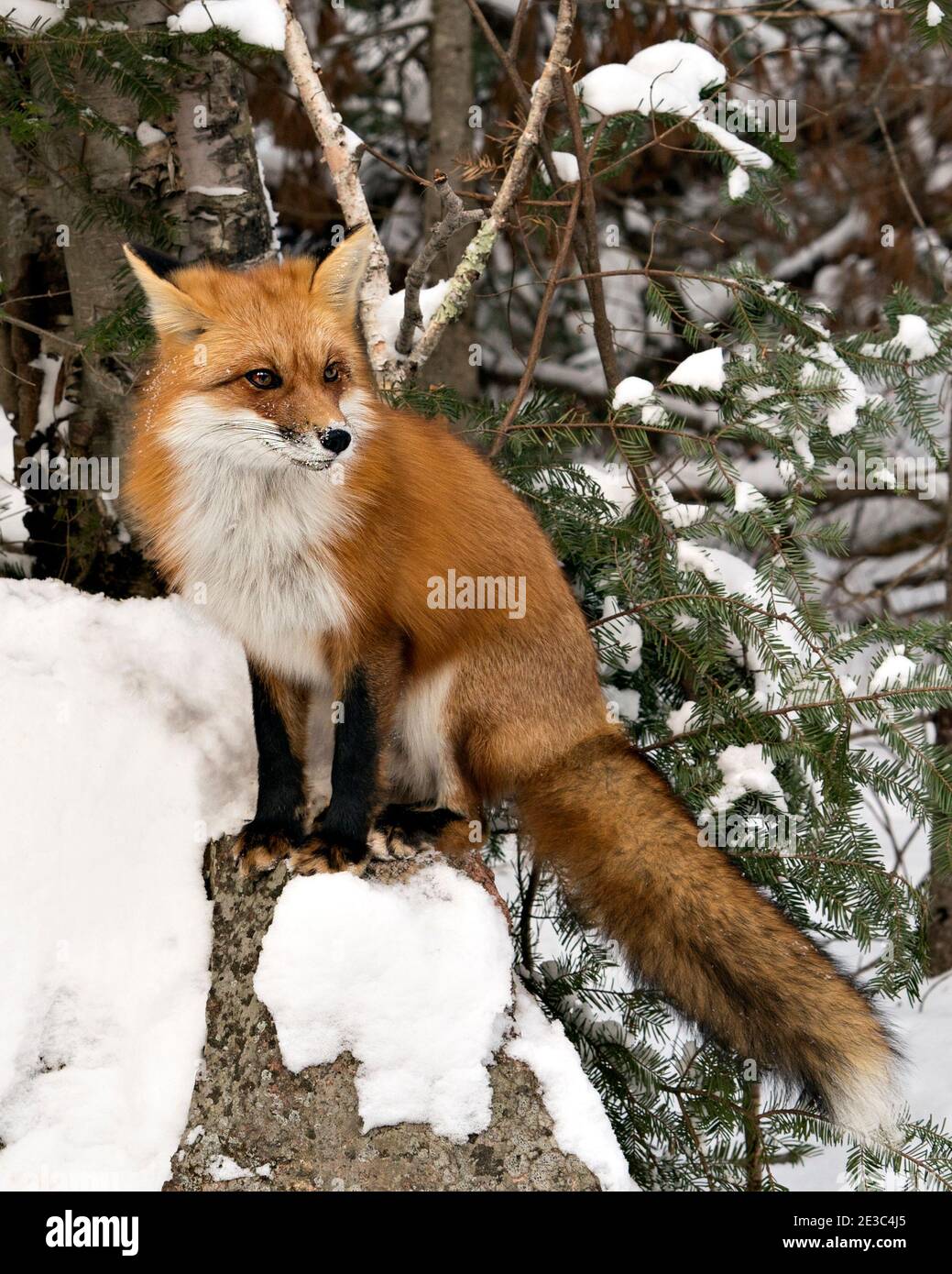 Rotfuchs Nahaufnahme Profil Ansicht auf einem Felsen sitzen in der Wintersaison in seiner Umgebung und Lebensraum mit Schnee Hintergrund zeigt buschigen Fuchsschwanz. Stockfoto