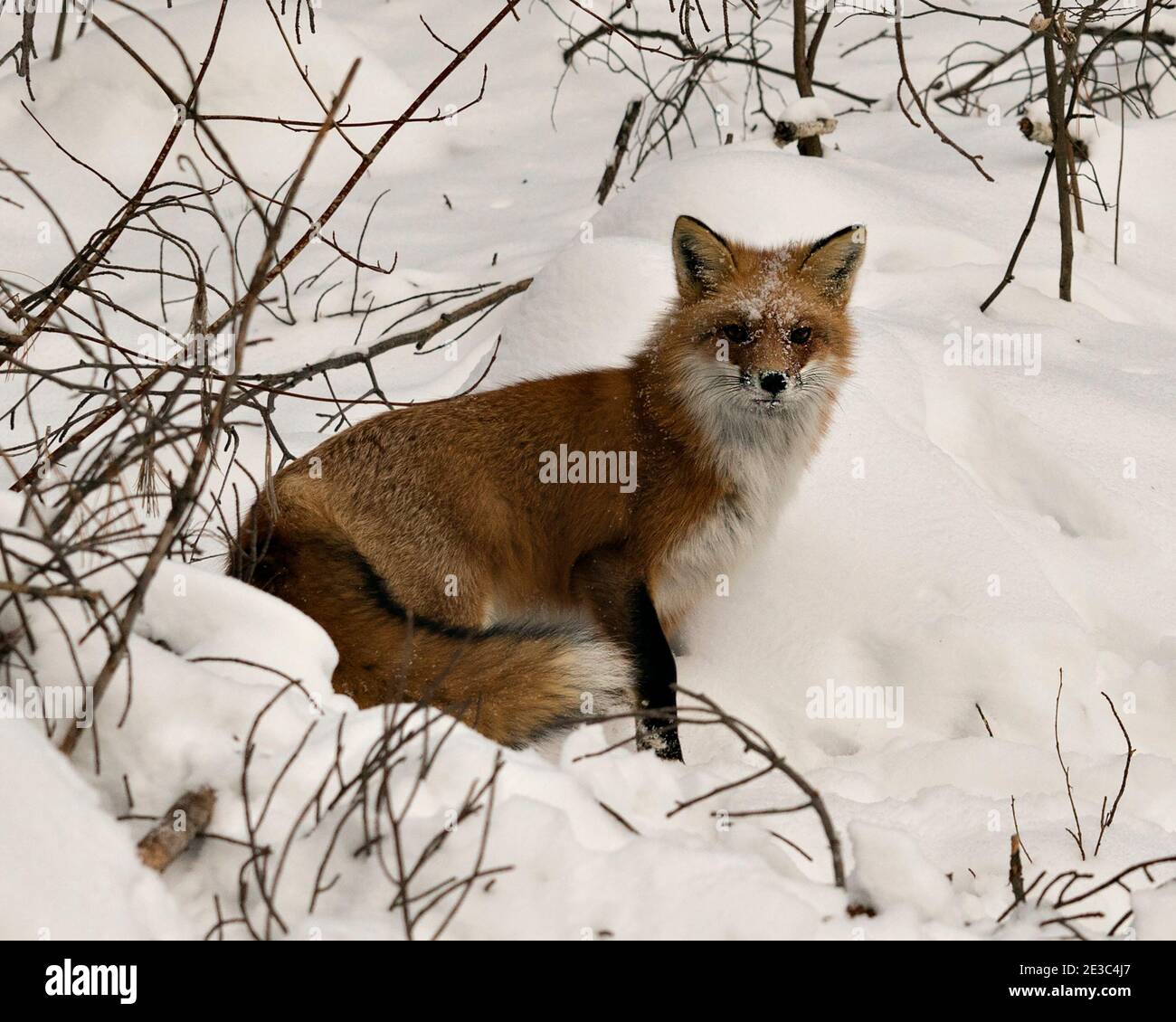 Red Fox Blick auf Kamera mit Gesicht mit Schnee bedeckt in der Wintersaison in seiner Umgebung mit Schnee Hintergrund zeigt buschigen Fuchsschwanz. Fuchs. Stockfoto