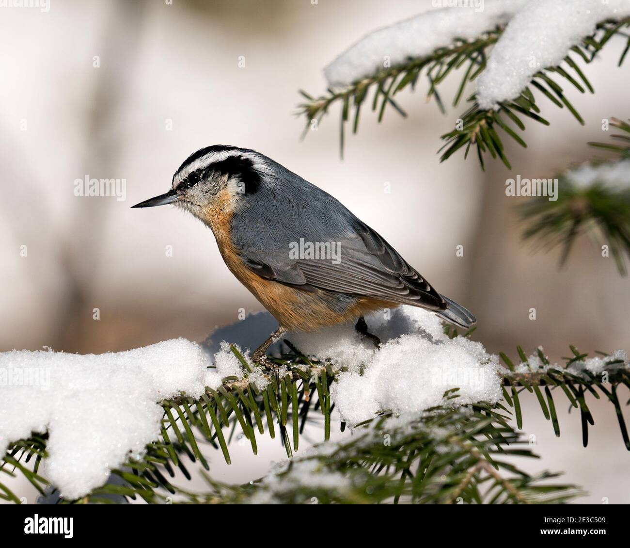 Nahaufnahme eines Nuthatch-Profils, das auf einem Baum mit Schnee in seiner Umgebung und seinem Lebensraum thront, mit einem verschwommenen Hintergrund, der Federgefieder zeigt. Stockfoto