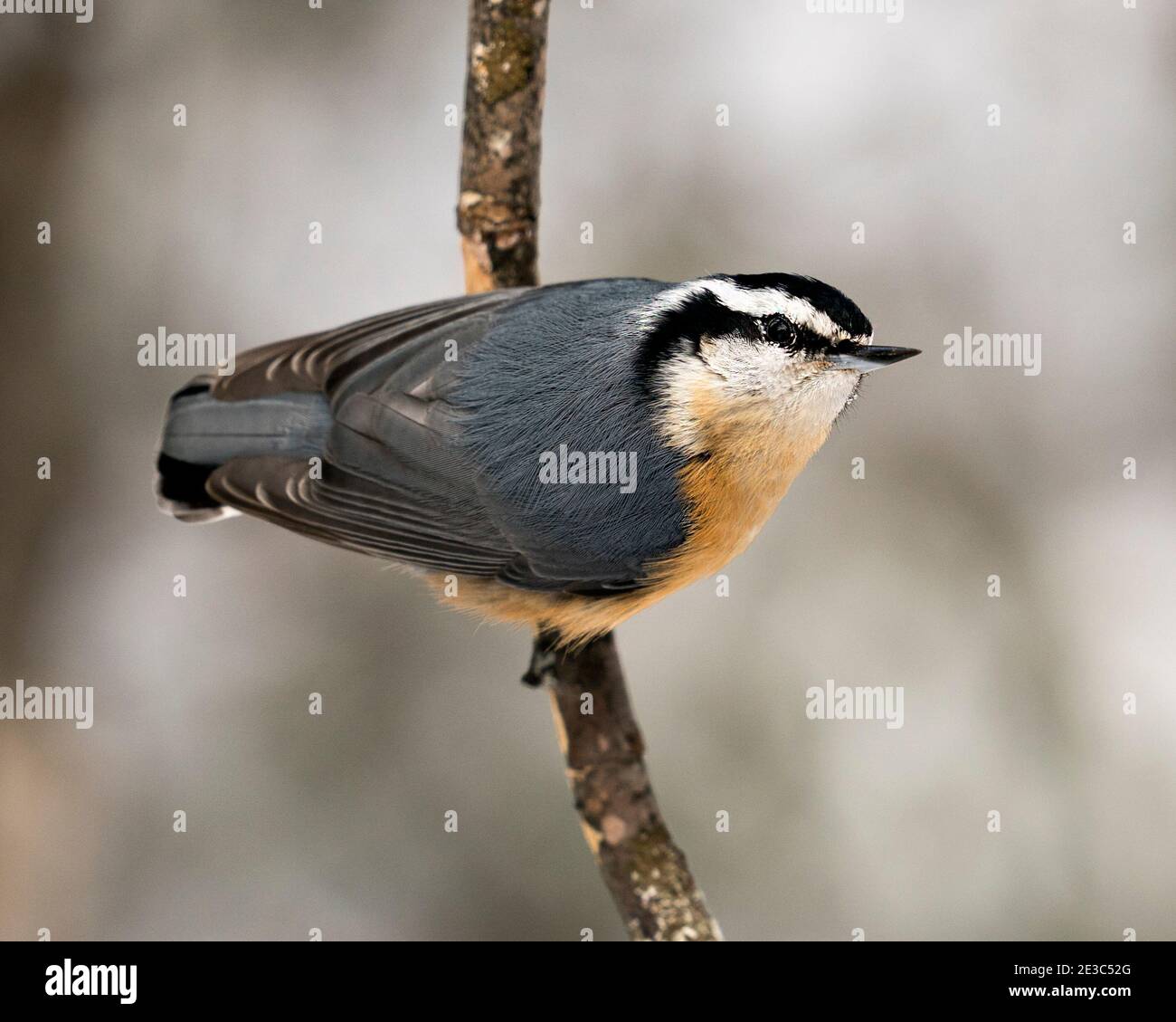 Nahaufnahme eines Nuthatch-Profils, das in seiner Umgebung und seinem Lebensraum auf einem Baumzweig thront, mit einem unscharfen Hintergrund, in dem Federgefieder Flügel zu sehen sind. Schwanz. Stockfoto