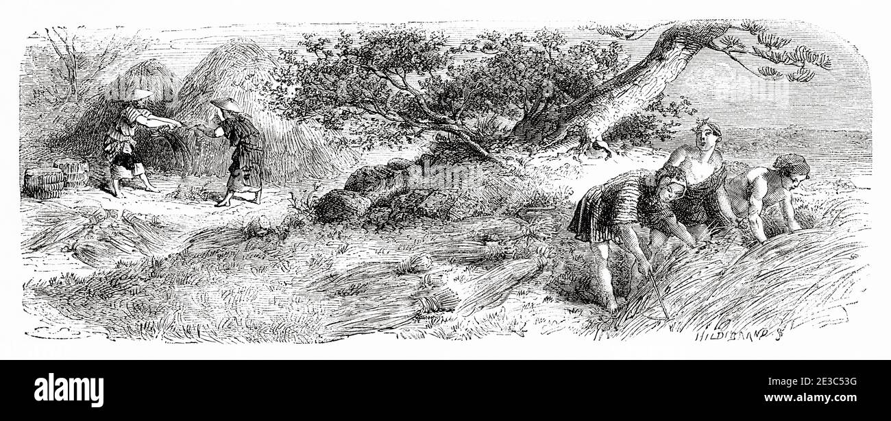 Ernte, Reisanbau, Japan. Alte Illustration aus dem 19. Jahrhundert Reise nach Japan von Aime Humbert aus El Mundo en La Mano 1879 Stockfoto