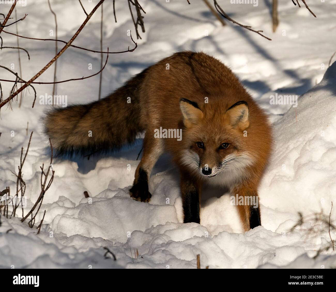 Rotfuchs Blick auf Kamera in der Wintersaison in seinem Lebensraum mit Schnee und Ästen Hintergrund zeigt buschigen Fuchsschwanz, Fell. Fox-Bild. Bild. Stockfoto