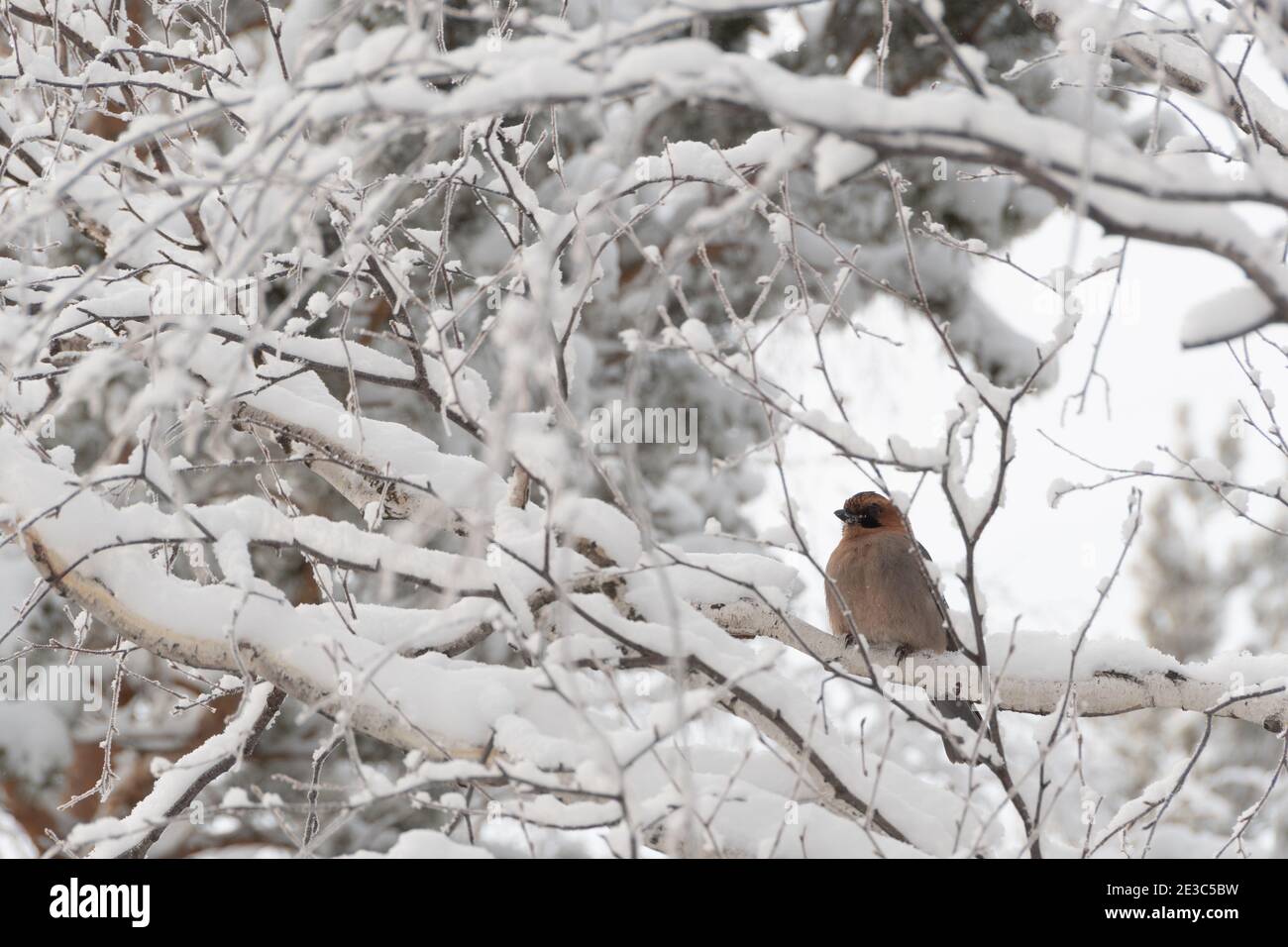 Baum Äste mit Schnee bedeckt in frostigen Wald Stockfoto