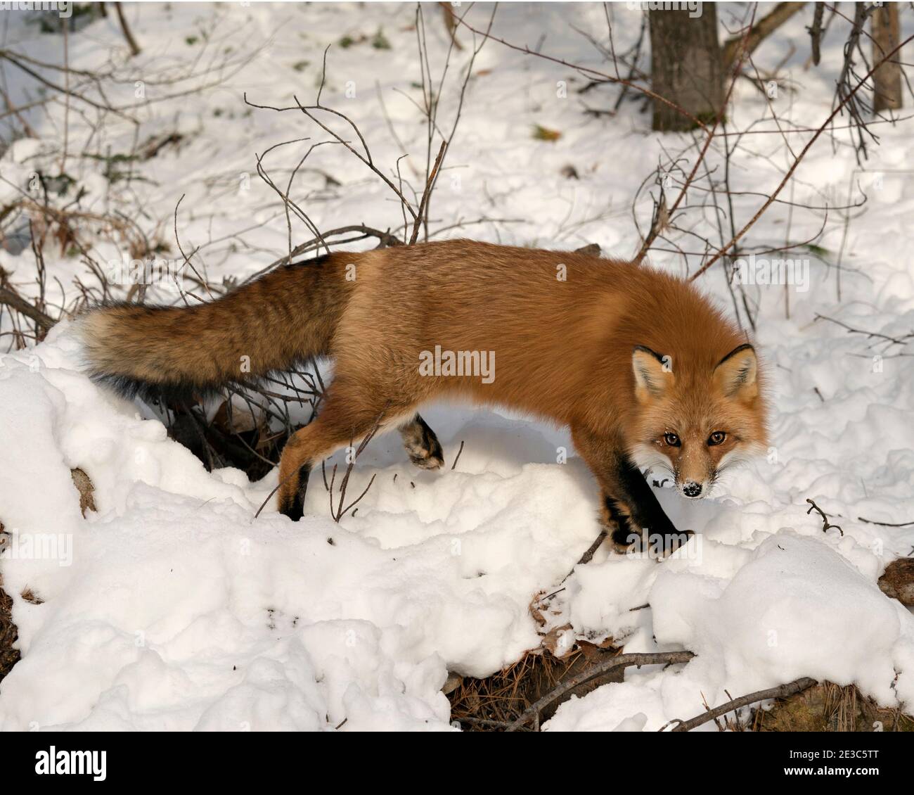 Rotfuchs Blick auf Kamera in der Wintersaison in seiner Umgebung mit Schnee und Ästen Hintergrund zeigt buschigen Fuchsschwanz, Fell. Fox-Bild. Abb. Stockfoto