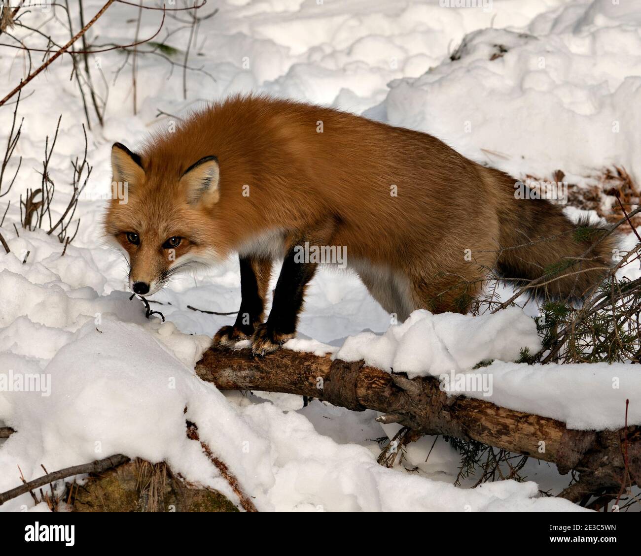 Rotfuchs Nahrungssuche in der Wintersaison in seiner Umgebung und Lebensraum mit Schnee und Ästen Hintergrund zeigt buschigen Fuchsschwanz, Fell. Fox-Bild. Abb. Stockfoto