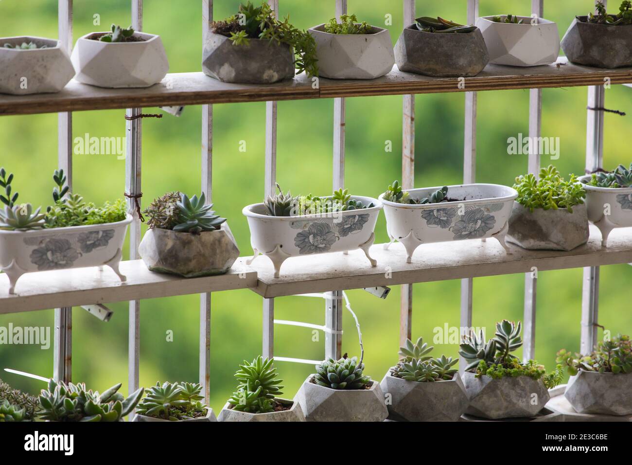 Schöne Sukkulenten Pflanzen, die entlang der Balkone des Korridors gepflanzt wurden, als Hobby. Singapur. Stockfoto