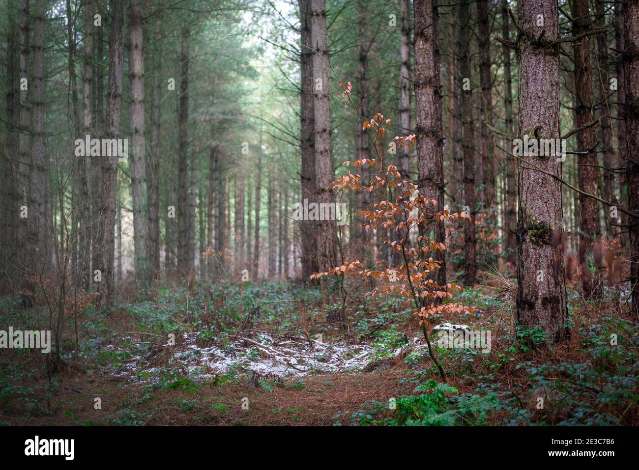 Ein einziger herbstlicher Baum in einer britischen Waldszene. Blidworth Woods, Nottingham, England, Großbritannien Stockfoto