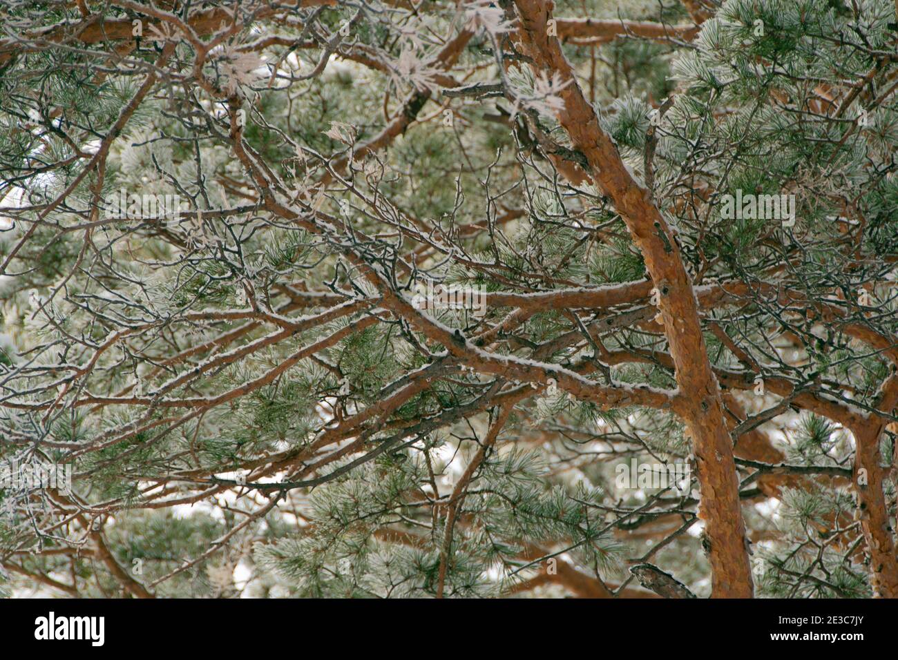 Verschneite Äste. Winterkiefern mit Nadeln bedeckt mit Frost. Stockfoto