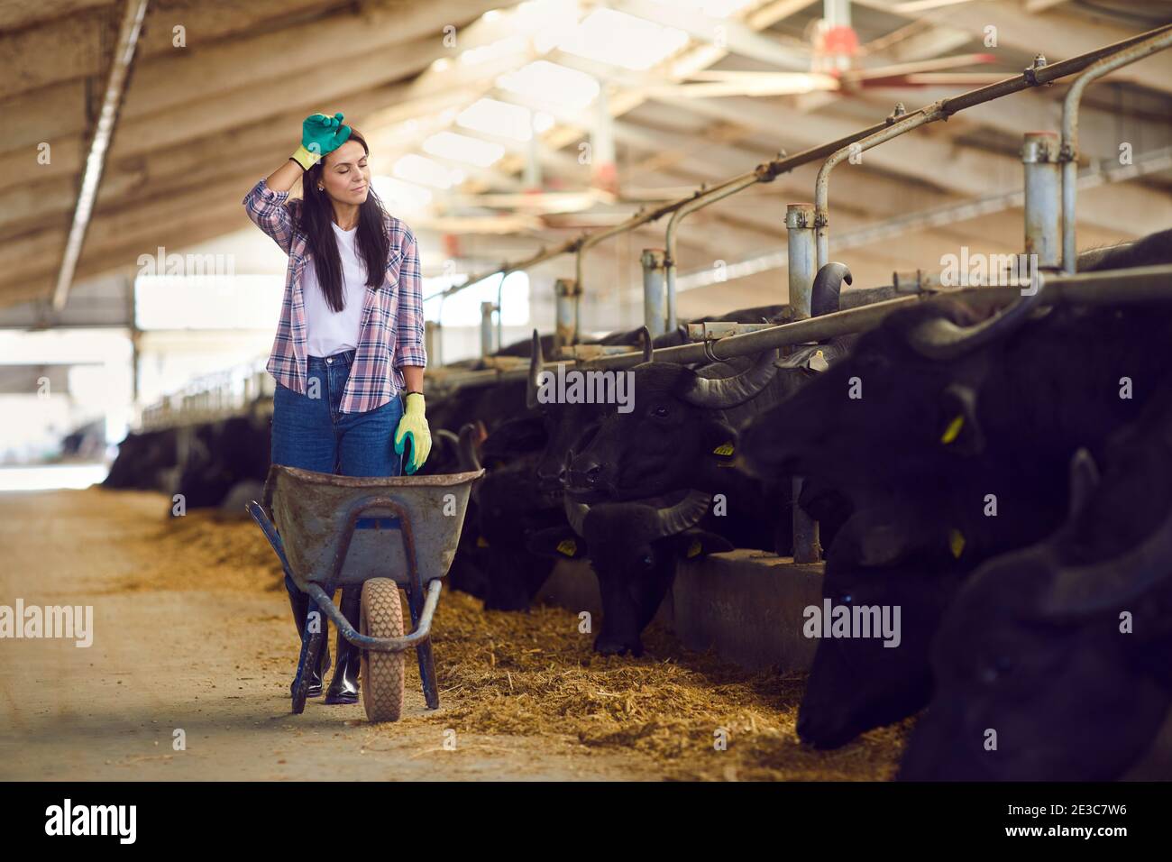 Müde Bäuerin steht in der Nähe einer leeren Schubkarre, nachdem sie Büffel gefüttert hat und Schweiß abwischt. Stockfoto