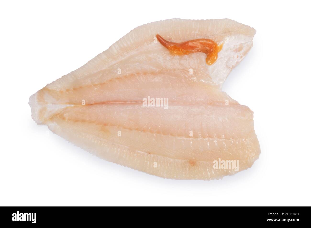 Studio Schuss von Filet aus Brill, ein Mitglied der Steinbutt-Familie, vor einem weißen Hintergrund geschnitten. Stockfoto