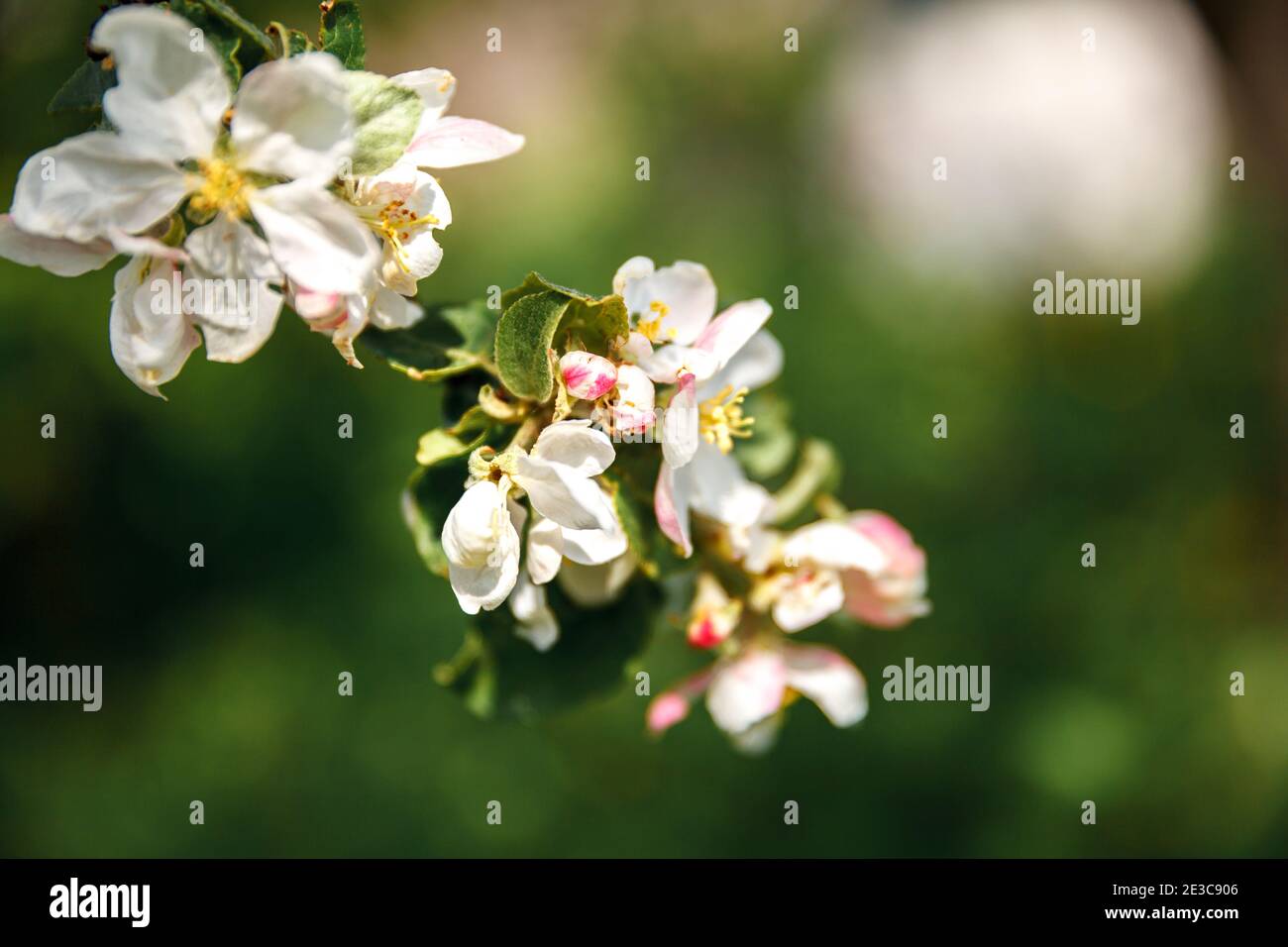 Schöne weiße Apple blühen Blumen im Frühling. Hintergrund mit blühenden Apfelbaum. Inspirierende Natur Blumen Frühling blühenden Garten oder Par Stockfoto
