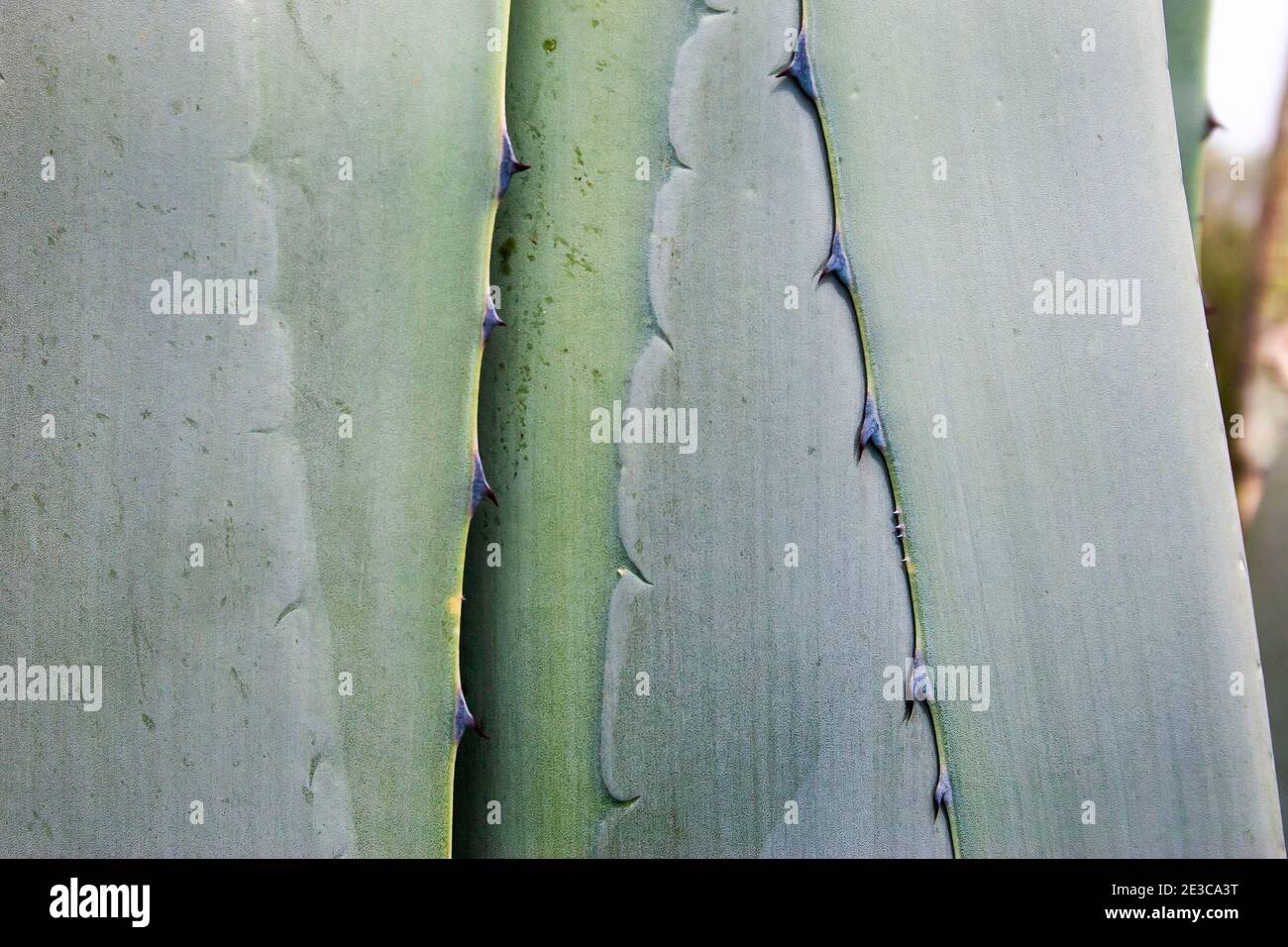 Nahaufnahme einer blaugrünen Agavenpflanze (Agave americana) Auch als Jahrhundertpflanze bekannt, die in Spanien reichlich wächst Stockfoto