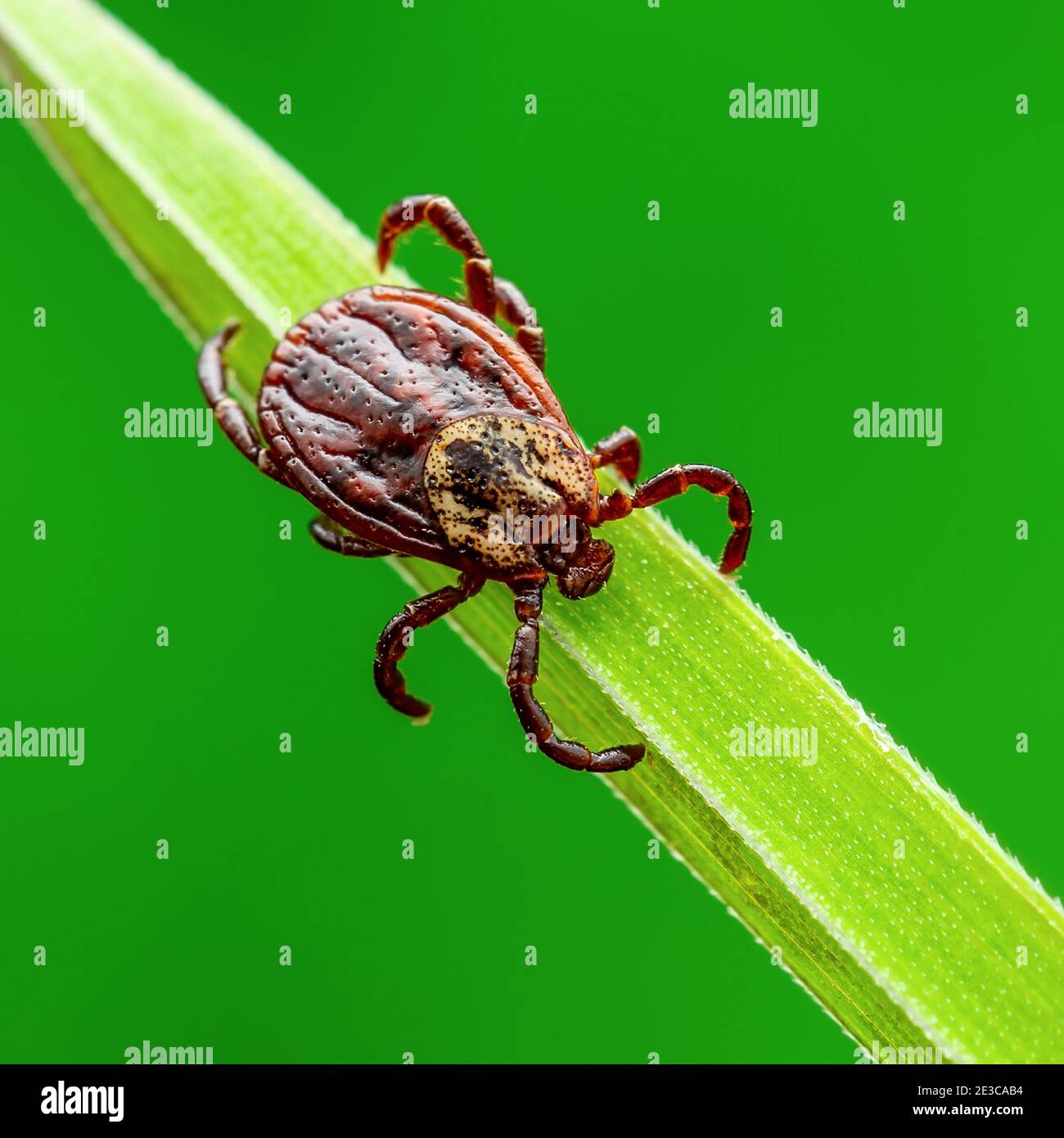 Enzephalitis Zecken Insekt auf Gras. Enzephalitis Virus oder Lyme-Borreliose Infektiöse Dermacentor Tick Arachnid Parasit Makro. Stockfoto