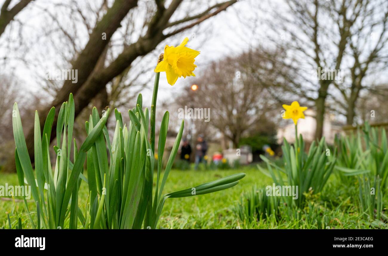 Brighton UK 18. Januar 2021 - AN einem trüben grauen Tag brachen EINIGE frühe Narzissen während der COVID-19-Sperrbeschränkungen des Coronavirus in England ins Leben. Der dritte Montag im Januar ist als Blue Monday bekannt, weil es offenbar der deprimierendste Tag des Jahres ist : Credit Simon Dack / Alamy Live News Stockfoto