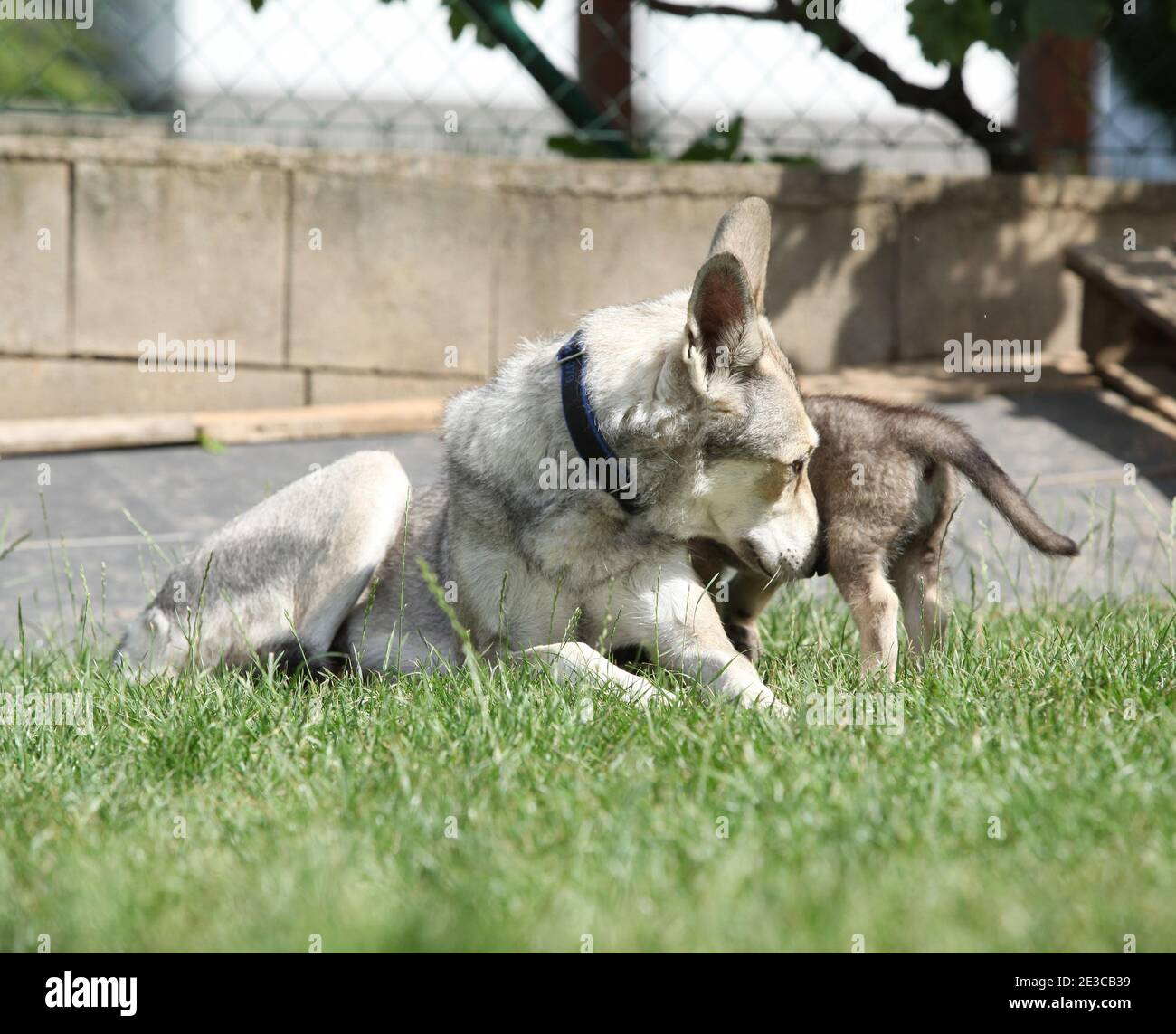 Porträt einer schönen Saarloos Wolfhound Hündin mit Welpen Stockfoto