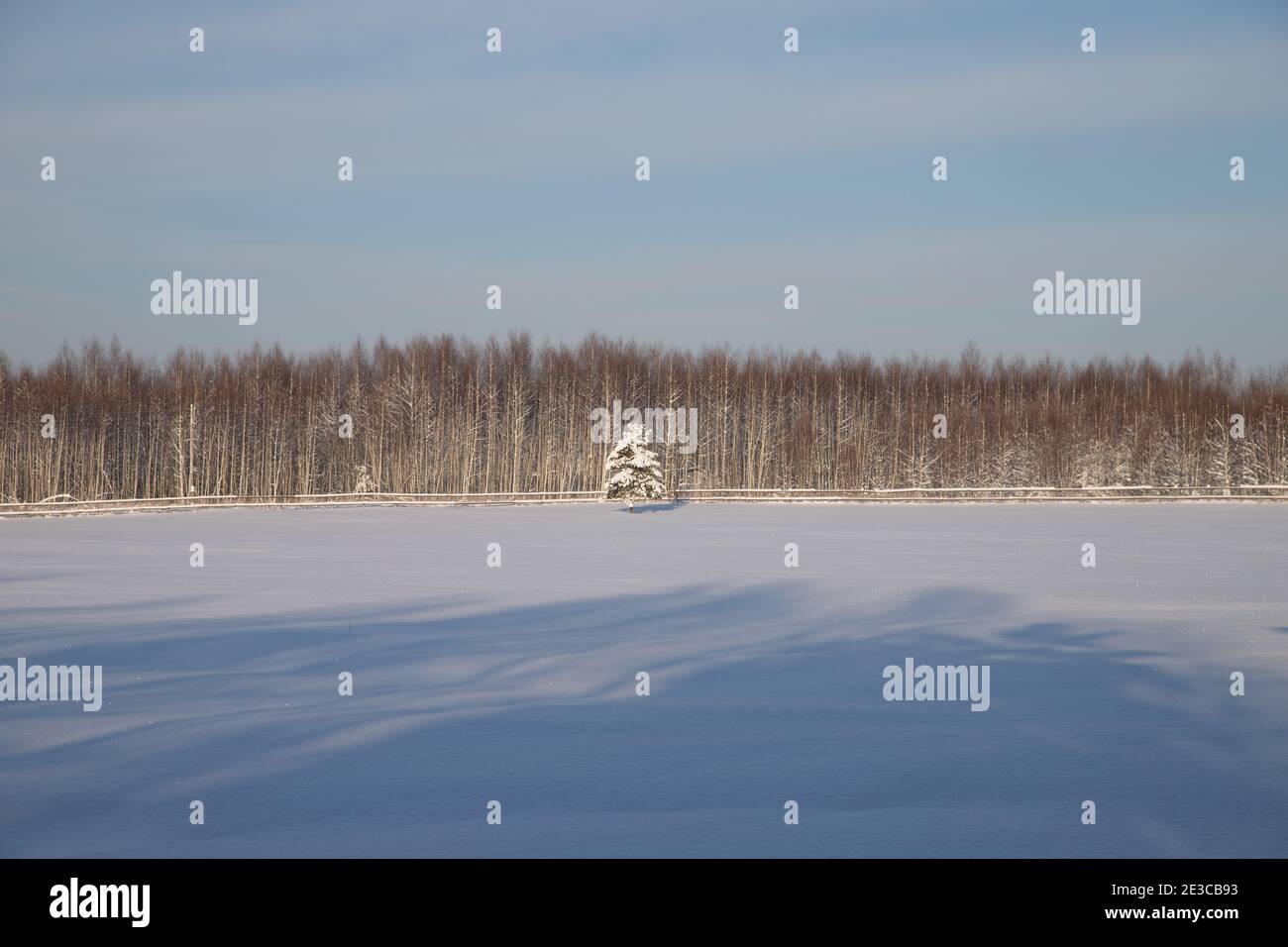 Eine einsame schneebedeckte Tanne in einem schneebedeckten Feld. Ein Symbol der Privatsphäre.die Bedeutung der Zeit der Pandemie des Coronavirus Stockfoto