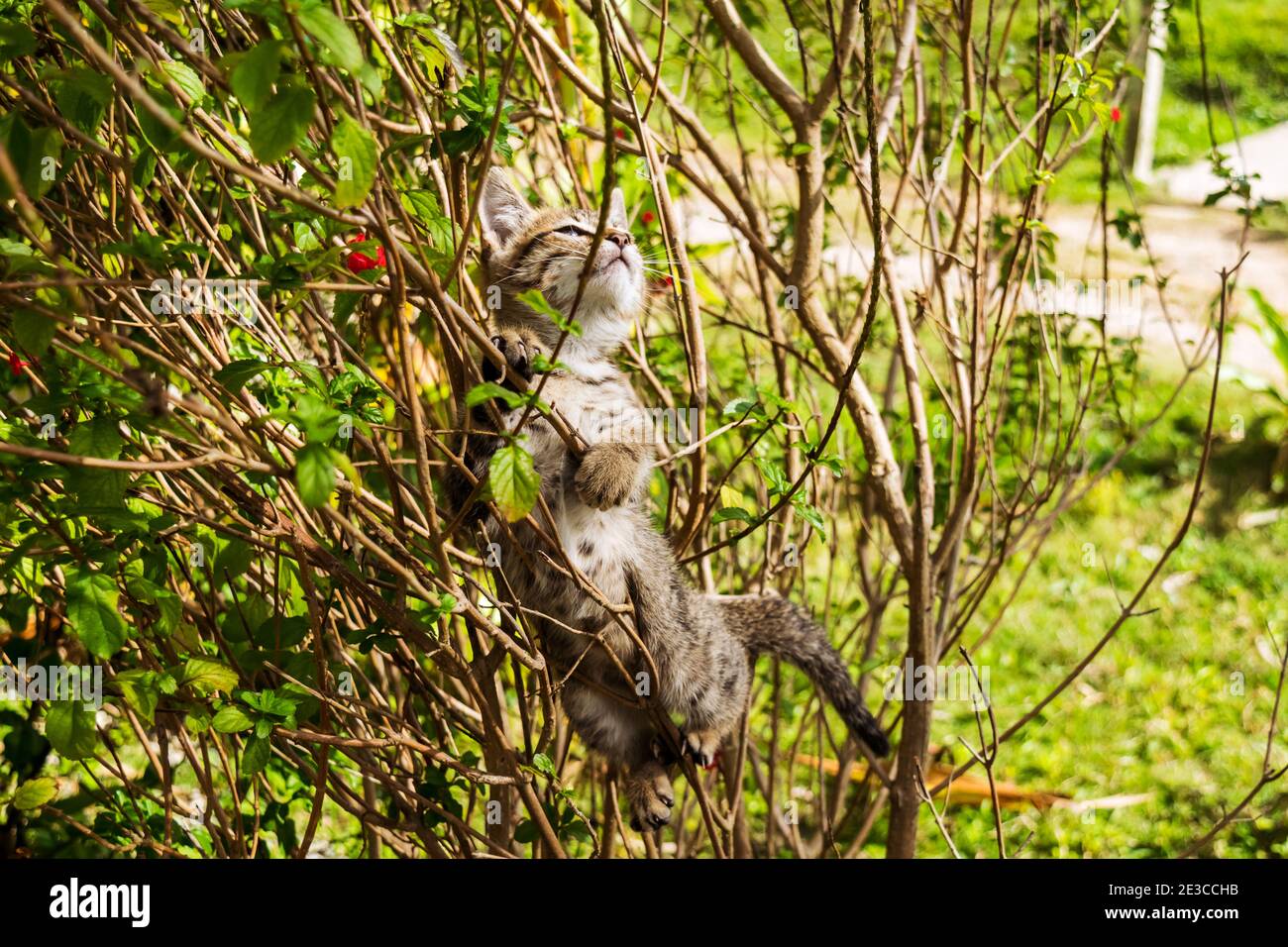 Kätzchen klettern zwischen Ästen im Garten mit seinen Krallen Aus Stockfoto