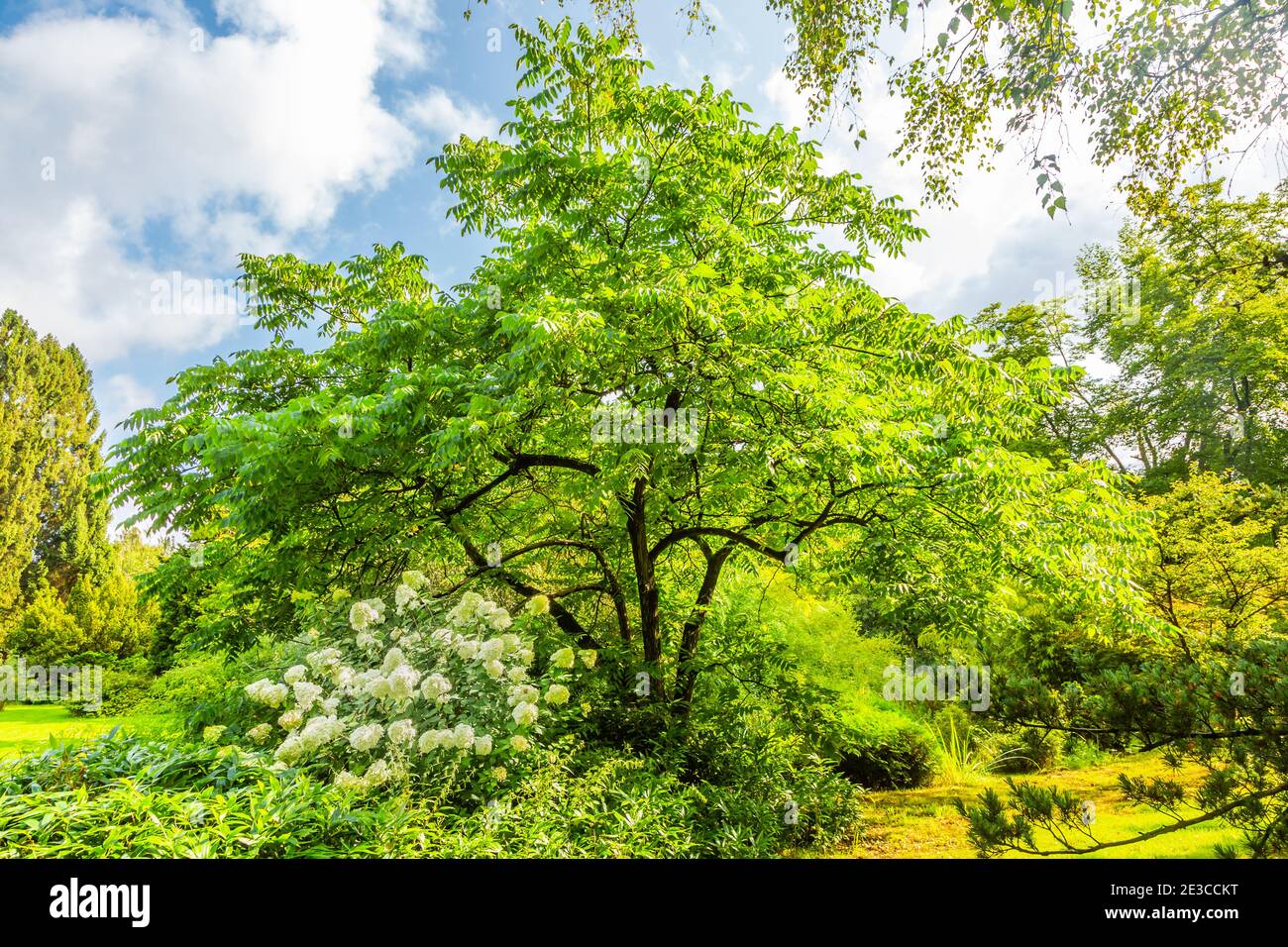 Grauer Walnussbaum, Juglans cinerea, mit im Vordergrund eine blühende Hortensia paniculata Limelight mit grünen cremeweißen Blüten Stockfoto