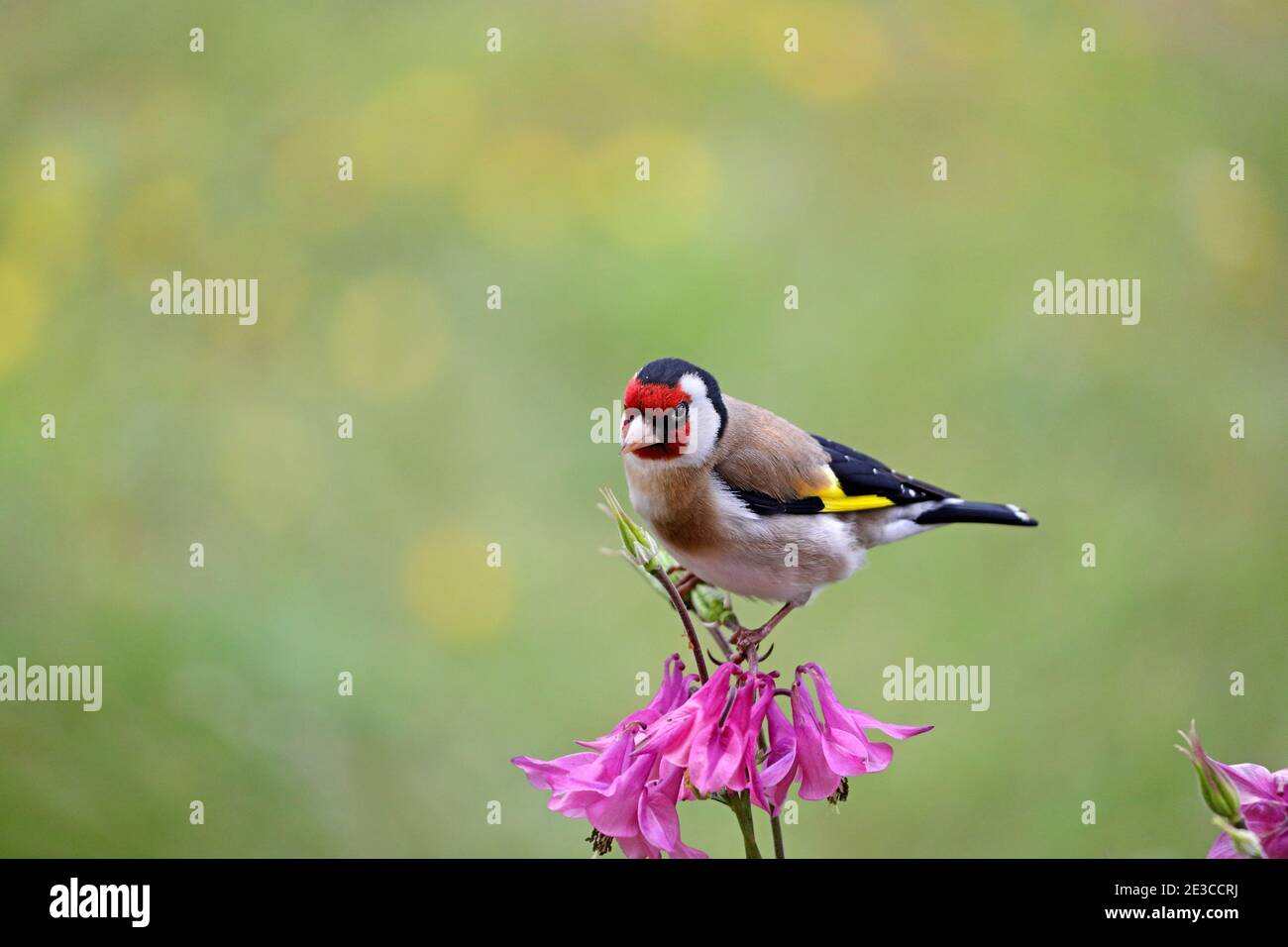 Goldfinch (Carduelis carduelis) auf einer Aquilegia Blume in einer Gartenumgebung, Großbritannien Stockfoto
