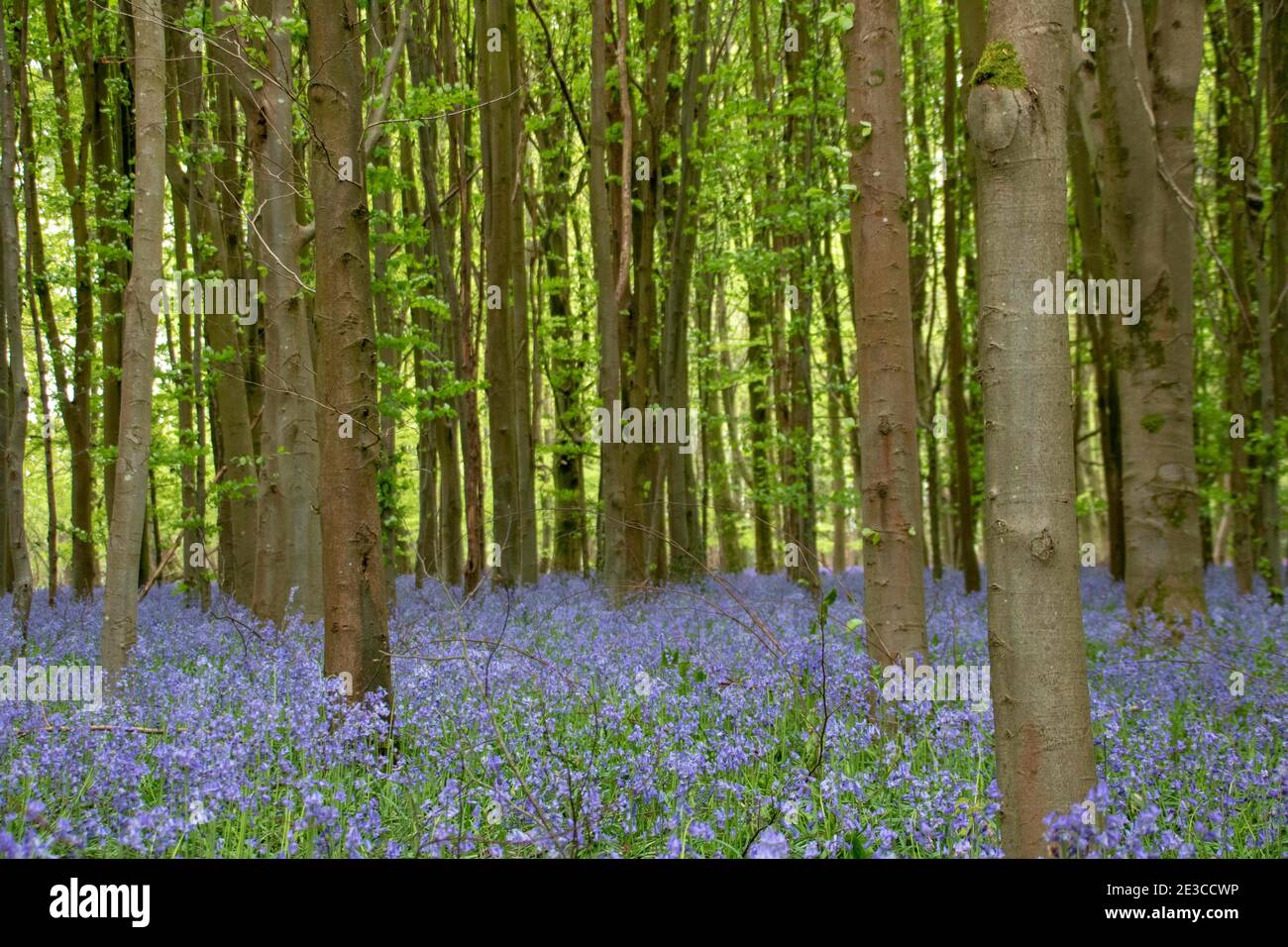 Schöne hellblaue Bluebells in der englischen Landschaft Stockfoto