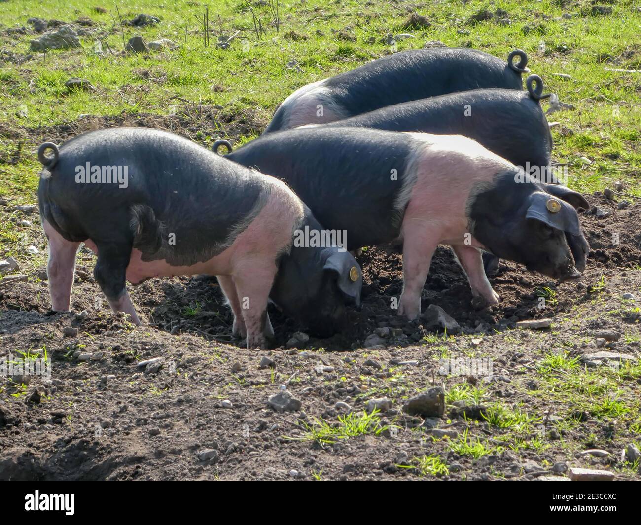 Schwarz-rosa gestreifte Schweine genießen sich im Schlamm Stockfoto