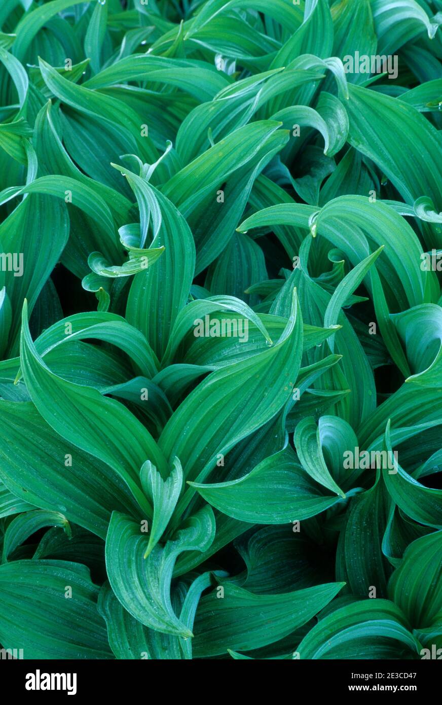 Falsche Hellebore vom Timberline Trail in der Nähe von Mt Hood Meadows, Mt Hood National Forest, Oregon Stockfoto