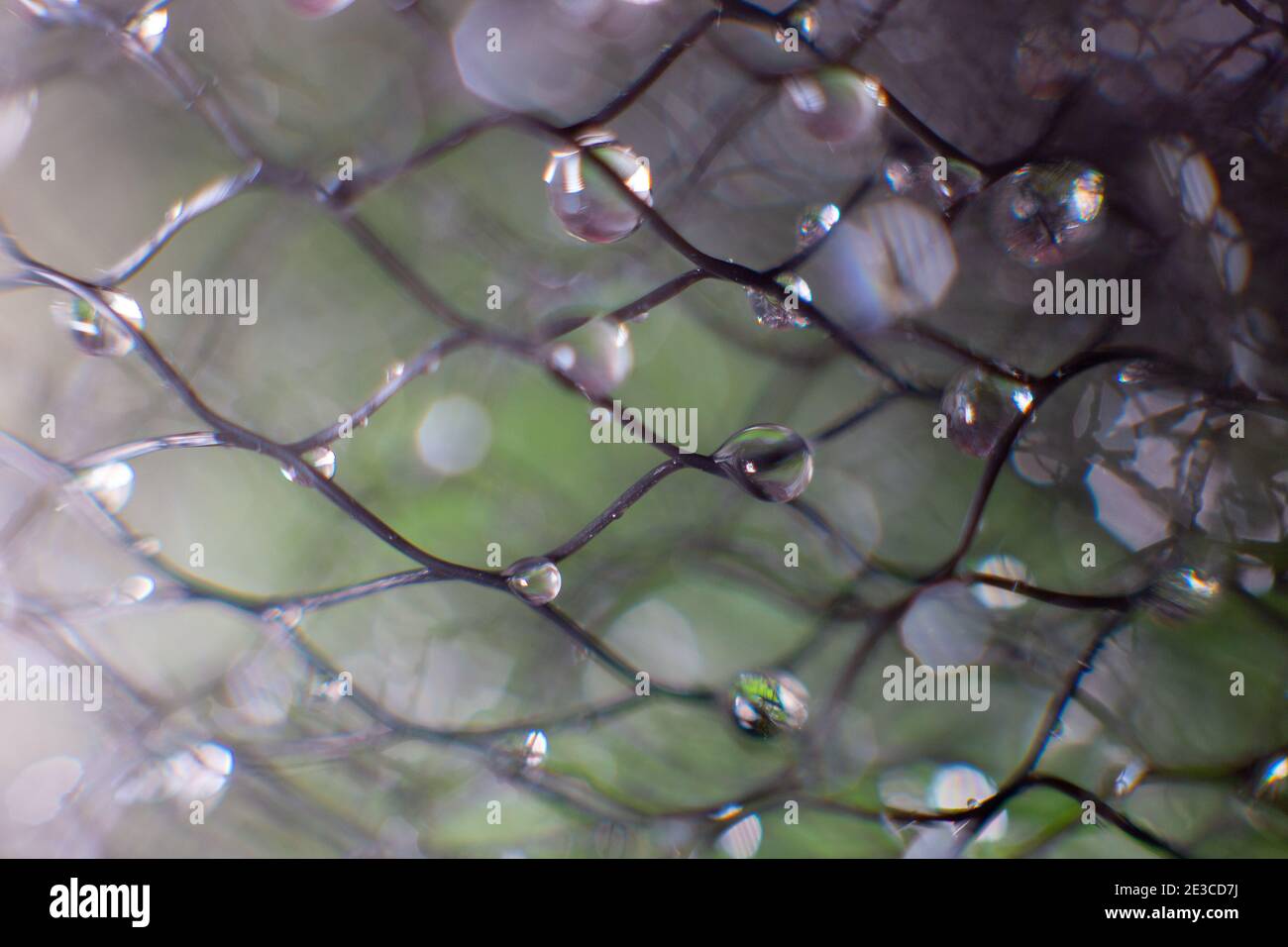 Wassertropfen auf einem schwarzen Netz auf einem verschwommenen grünen Hintergrund. Abstrakter Hintergrund Stockfoto