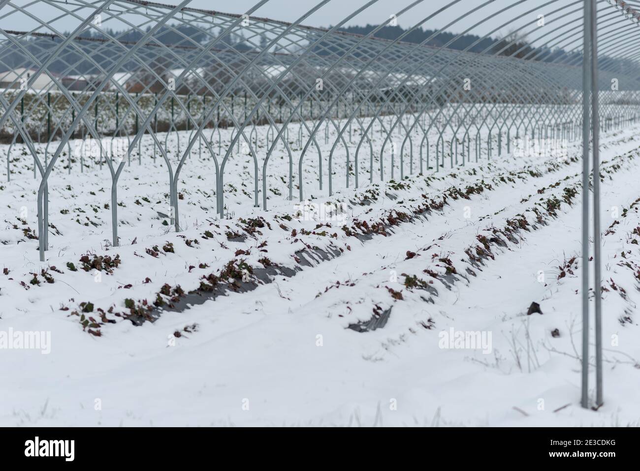 Metallskelettrahmen ohne Folie des Gewächshaustunnels für die Kultivierung Erdbeeren im tiefen Schnee im Winter Stockfoto