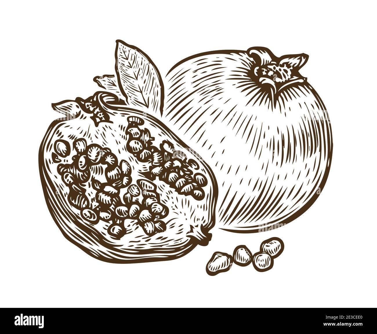 Handgezeichnete Granatapfelfrucht. Vektorgrafik Lebensmittelskizze Stock Vektor