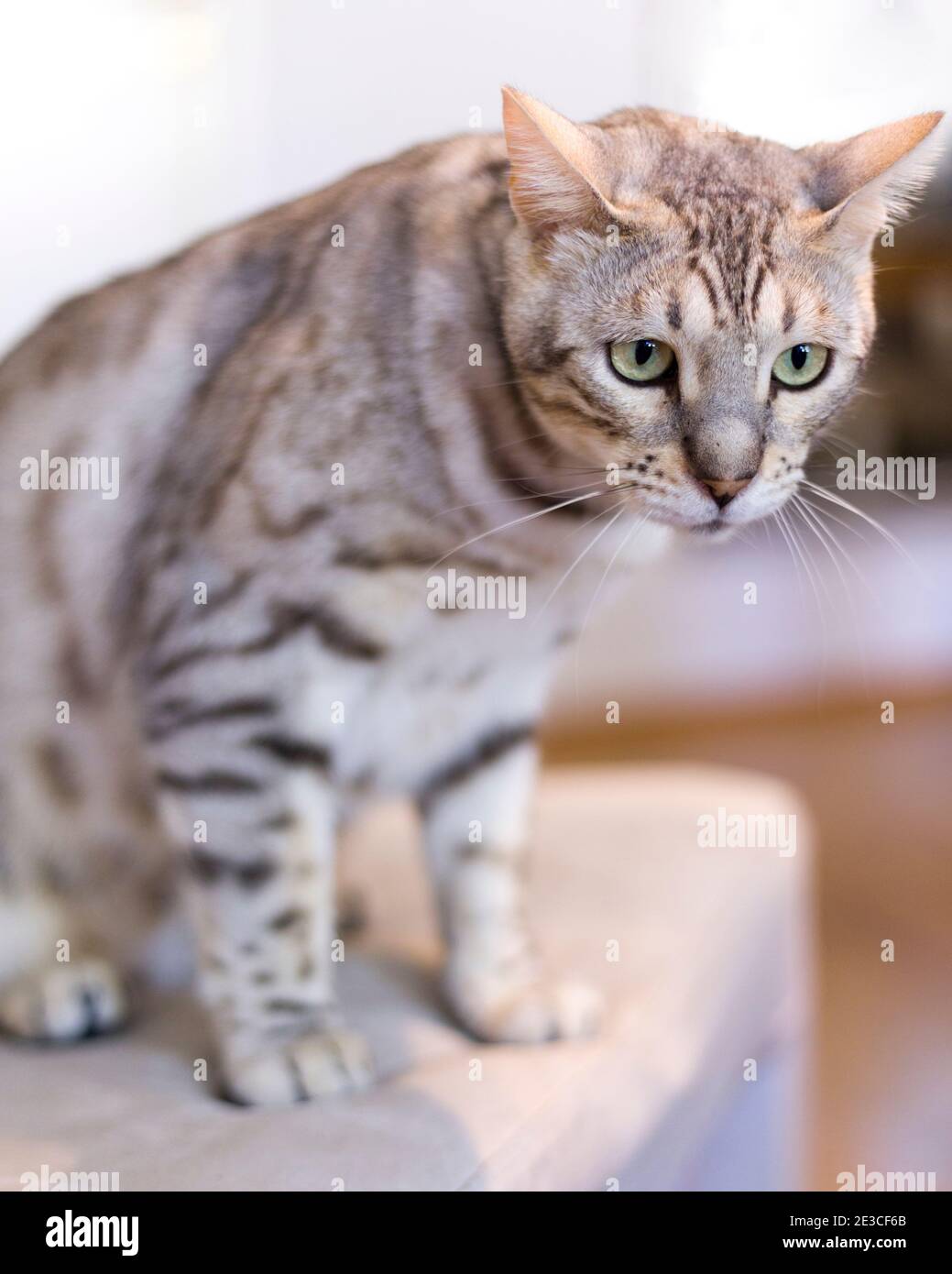 Nahaufnahme des männlichen Bengalkatzen auf einem Stuhl Wegschauen Stockfoto