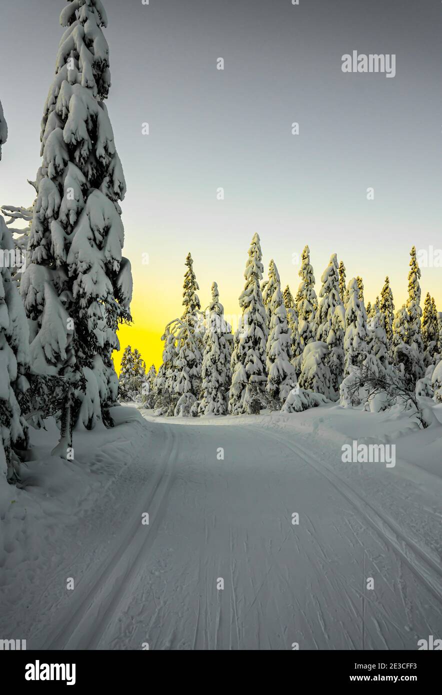 Langlaufloipe, die in der Dämmerung durch einen schneebedeckten, gefrorenen Wald führt. Stockfoto
