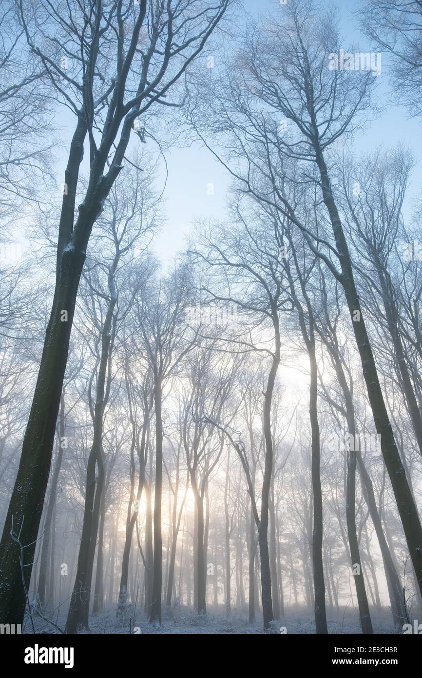 Frostige Bäume in der britischen Landschaft Stockfoto