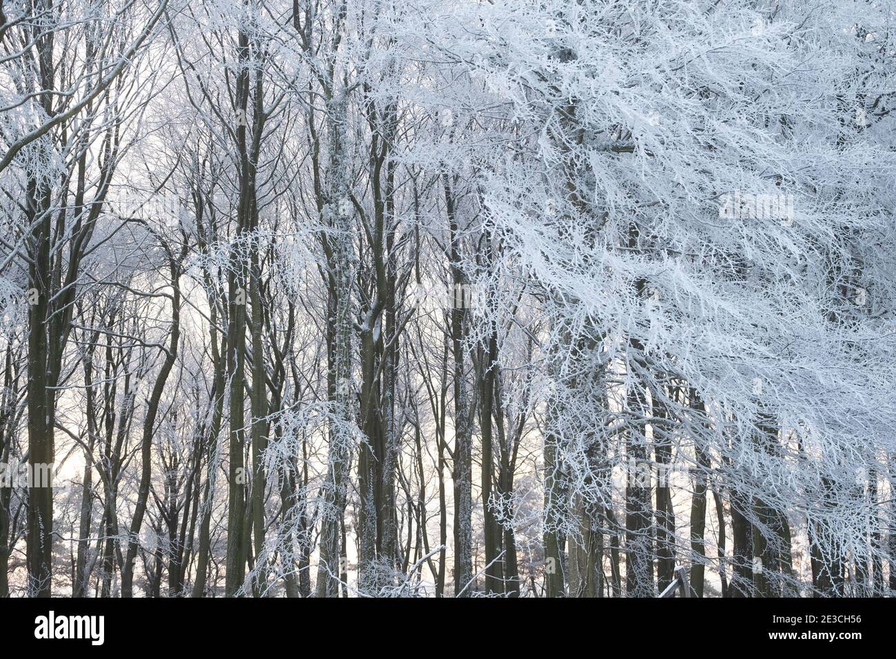 Frostige Bäume in der britischen Landschaft Stockfoto