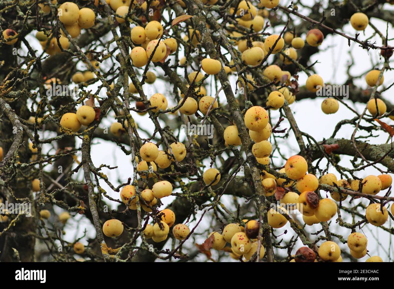 goldene Äpfel im Herbst Stockfoto