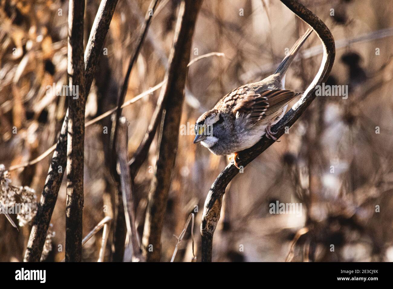 Ein weißer Kehlspatzen schaut auf etwas auf dem Boden, während er auf einem toten Blütenstiel thront. Stockfoto