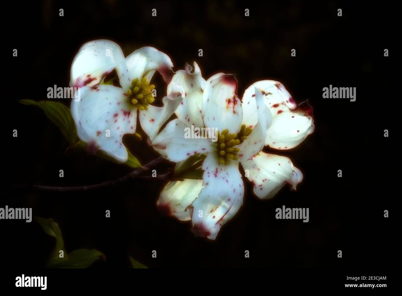Ein Paar florida Dogwood Blumen, die nahe dem Ende ihres Blütezyklus sind. Der Hintergrund ist schwarz und ziemlich gleichmäßig beleuchtet. Stockfoto