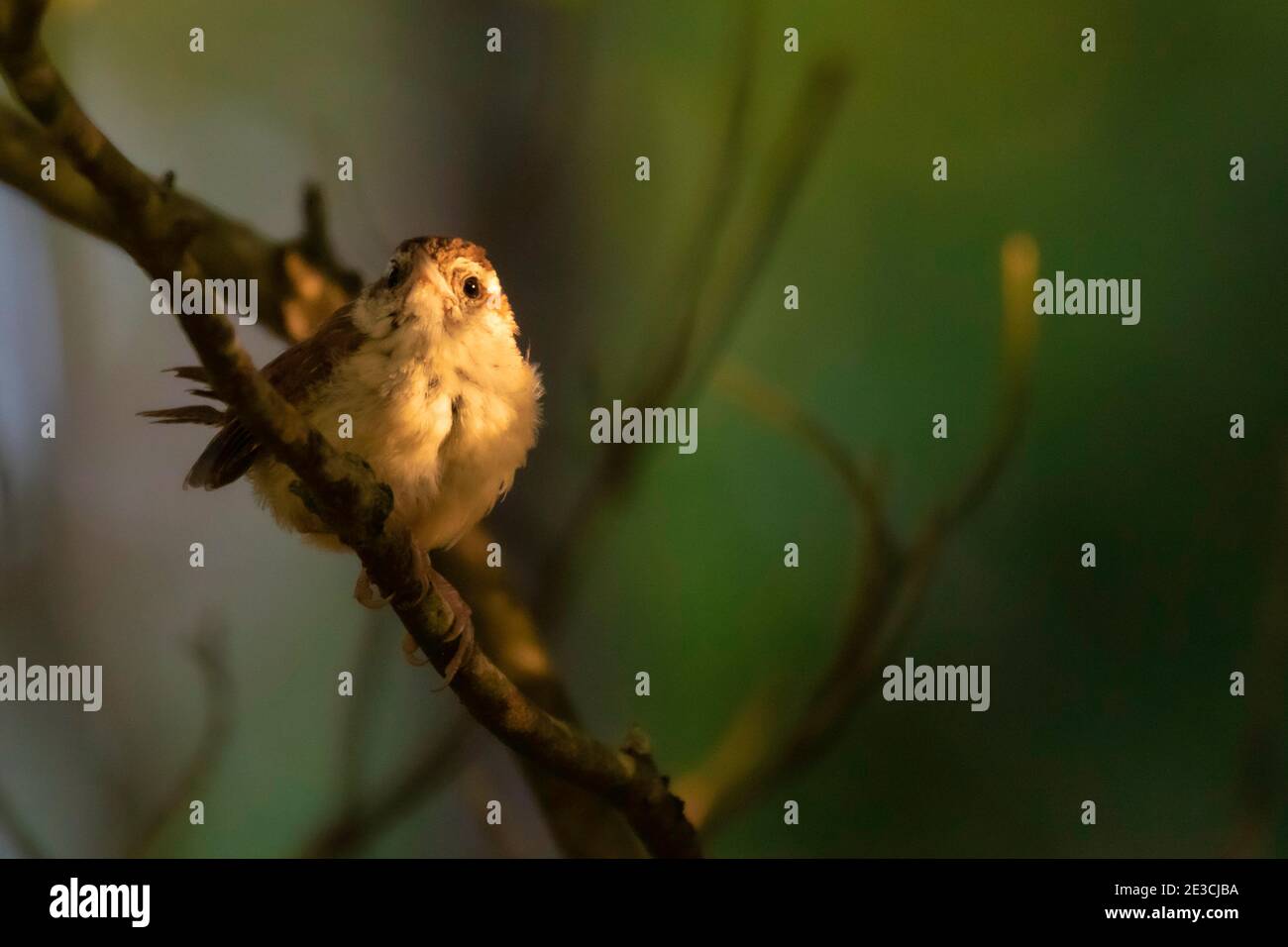 Ein Jungling carolina wren posiert für mich in einem Schaft aus goldenem frühen Morgenlicht. Einige Zweige sind gerade aus Fokus in der sonst sauberen Hintergrund. Stockfoto