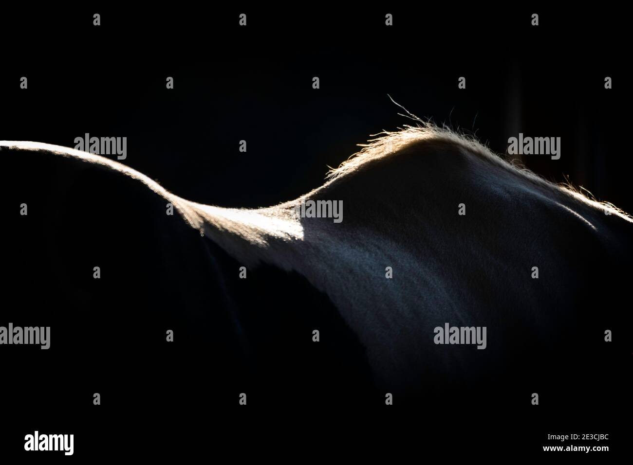 Sonnenlicht auf dem Rücken eines schwarz-weißen Pferdes früh am Morgen. Die Rasse ist Gypsy Vanner. Stockfoto